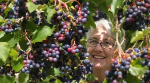 Incroyable mais vrai : cet arbre fruitier pousse tout seul et déborde de fruits chaque année