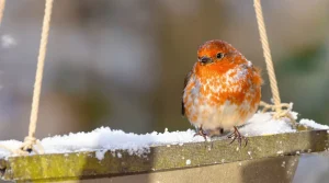 Ne jetez plus vos vieilles boîtes d’œufs, je les transforme au jardin pour attirer les oiseaux tout l’hiver